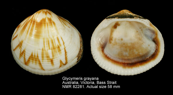 Glycymeris grayana.jpg - Glycymeris grayana (Dunker,1857)